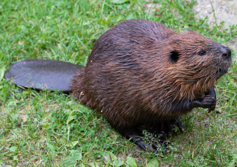 Random Animal Generator Random Animal Generator